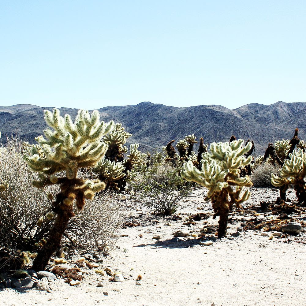 Andrea/DUE IN COLOR DLP