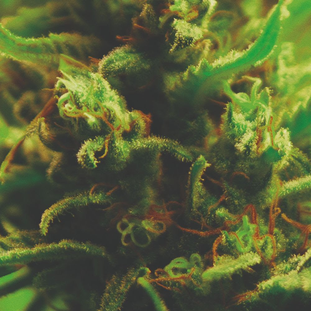 Full Bloom/TIME ZONES LP