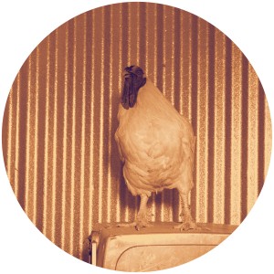 Chicken Lips/HE NOT IN REMIXES 12"