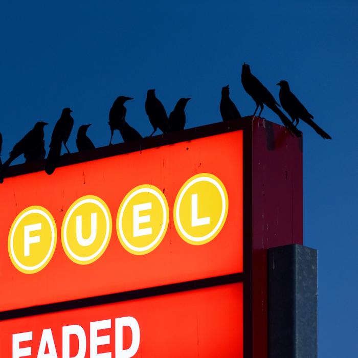 Nebraska/CHANT DES OISEAUX EP 12"