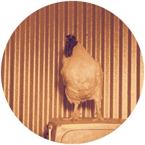 Chicken Lips/HE NOT IN REMIXES 12"